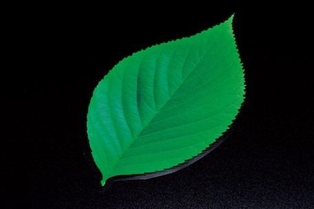 型抜きミニクリアシート 木の葉(200枚）