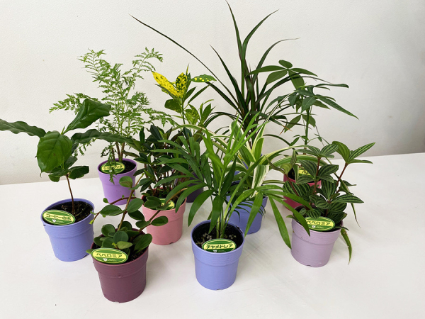 ミニ観葉植物5個セット