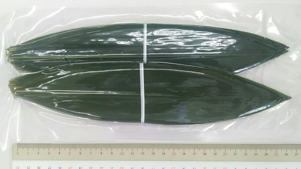 ���̗t�@�^�����@SS�@100��x30P