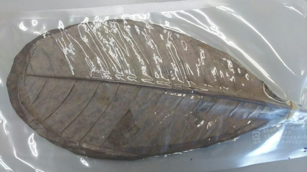 �����p�t�@M�@20���~50P