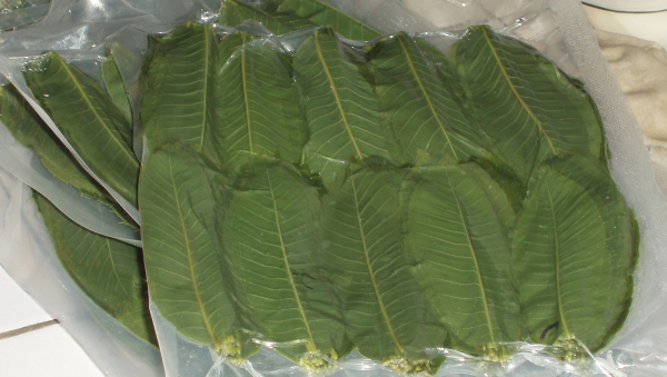 �I�̗t�@M�@100���~30P�@