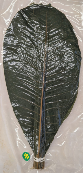 �p�t�@M�@20���~50P