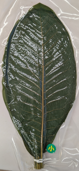 �p�t�@S�@20���~50P