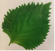 �y�e�C�N�A�E�g���i�z�~���I���t�B�����V�[�g�i��t�j