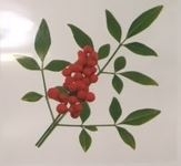 �y�e�C�N�A�E�g���i�z�~���I���t�B�����V�[�g�i��V�j