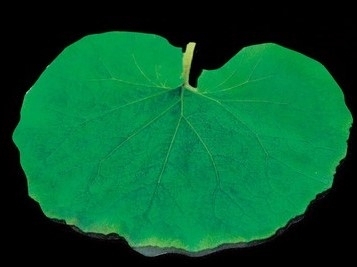 �^�����N���A�V�[�g �ӂ�(200���j