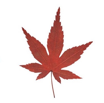 �������݂��i100�����j��